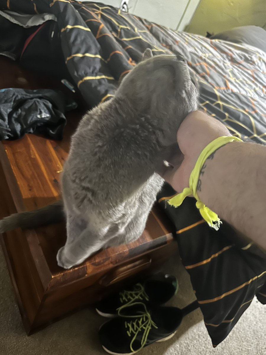 LittleBeefyBoy's tweet photo. socks said he is
going on a va cation 
so he gave me lots 
of pets and scrit ches 
and treat s https://t.co/FFILviktpi
