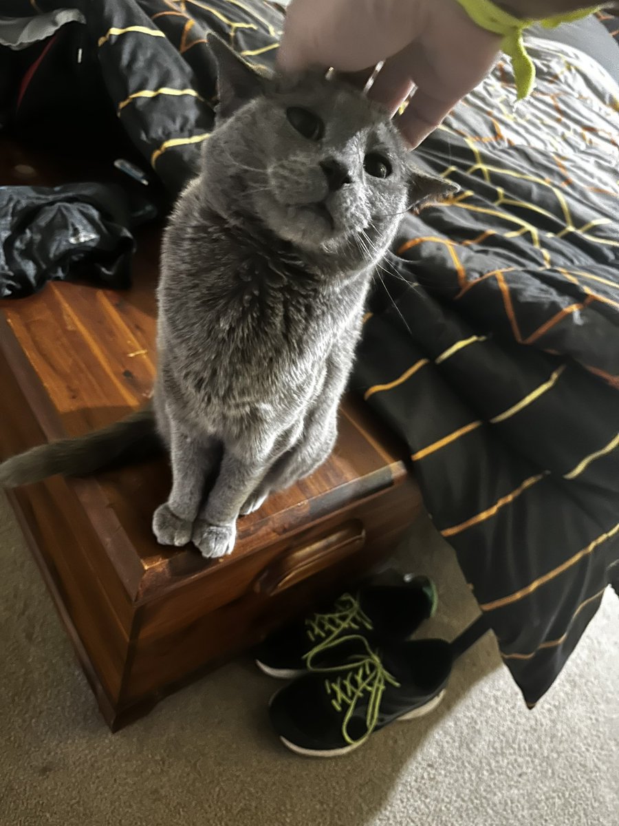 LittleBeefyBoy's tweet photo. socks said he is
going on a va cation 
so he gave me lots 
of pets and scrit ches 
and treat s https://t.co/FFILviktpi