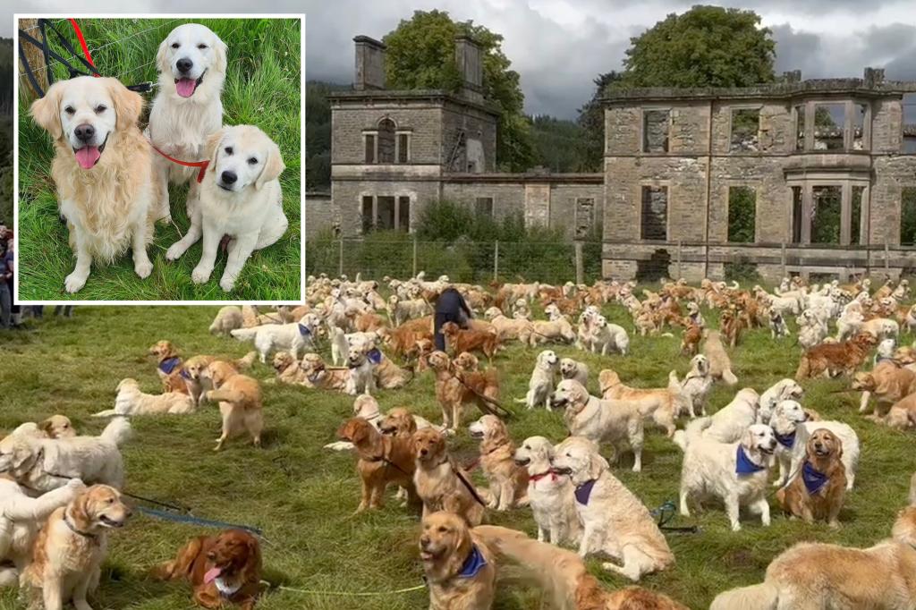 nypost's tweet image. Hundreds of golden retrievers gather in Scotland, where breed was created 155 years ago trib.al/brZ3aHW
