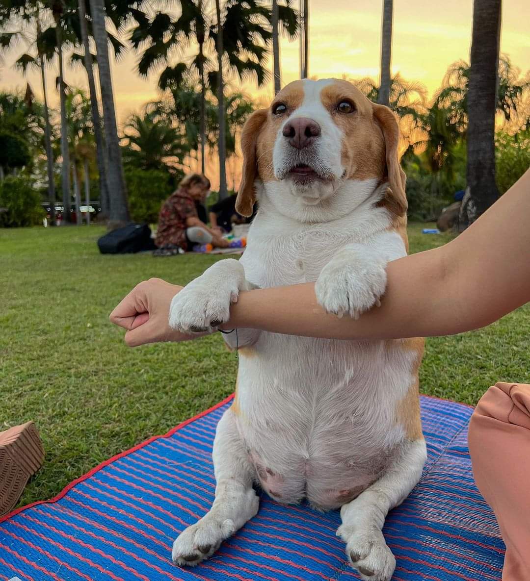 This is my Pokémoo 💛
•⁣⁣⁣⁣⁣⁣
📸 <a href="/bigmootoo/">nrngn</a>