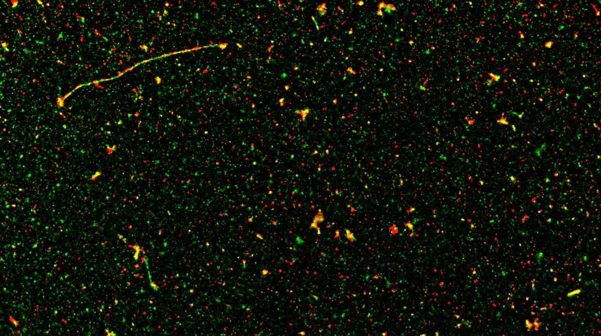 Nicole Robb (@nicole_robb1) on Twitter photo 📢Latest paper alert! <a href="/AndrewPMcMahon/">Andrew McMahon</a>'s 'super' work using super-resolution microscopy to study influenza virus filaments - check it out here! dx.plos.org/10.1371/journa…. Thanks to all the co-authors <a href="/AchillesKap/">Achillefs Kapanidis</a> <a href="/becs_andrews/">Rebecca Andrews</a> <a href="/daniellegroves_/">Dani Groves</a> <a href="/PSB_lab/">Biophysical Chemistry - Cordes Lab</a> 😀🦠❤️ 📢Latest paper alert! <a href="/AndrewPMcMahon/">Andrew McMahon</a>'s 'super' work using super-resolution microscopy to study influenza virus filaments - check it out here! dx.plos.org/10.1371/journa…. Thanks to all the co-authors <a href="/AchillesKap/">Achillefs Kapanidis</a> <a href="/becs_andrews/">Rebecca Andrews</a> <a href="/daniellegroves_/">Dani Groves</a> <a href="/PSB_lab/">Biophysical Chemistry - Cordes Lab</a> 😀🦠❤️