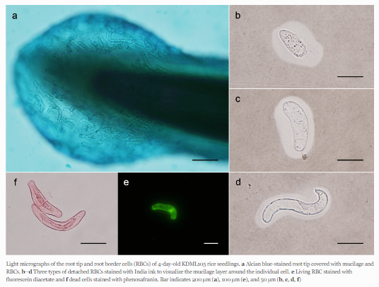 Published📢Integration of #Root Border Cells in #SaltStress Response of #Thai Jasmine Rice

Read at rdcu.be/dgMFt