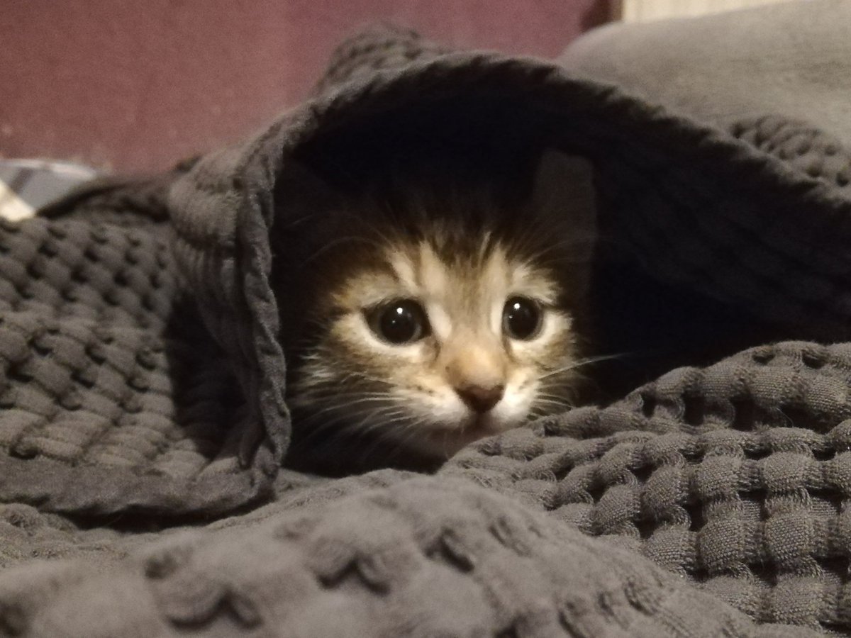 NaeFju's tweet photo. @xPandorya Das ist Micky! :D Extra für dich :3 https://t.co/jOh4FGChCE