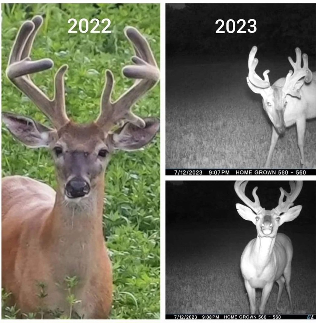 Lovethegrind_tv's tweet photo. Wisconsin giant in the making! #donotshoot
This is a great example why a 2023 off year will bring our Wisconsin properties to the next level in 2024. This buck, along with several other 3 & 4 year olds across our farms, won't get pressured or harvested by us! https://t.co/tWJiSrEXfI