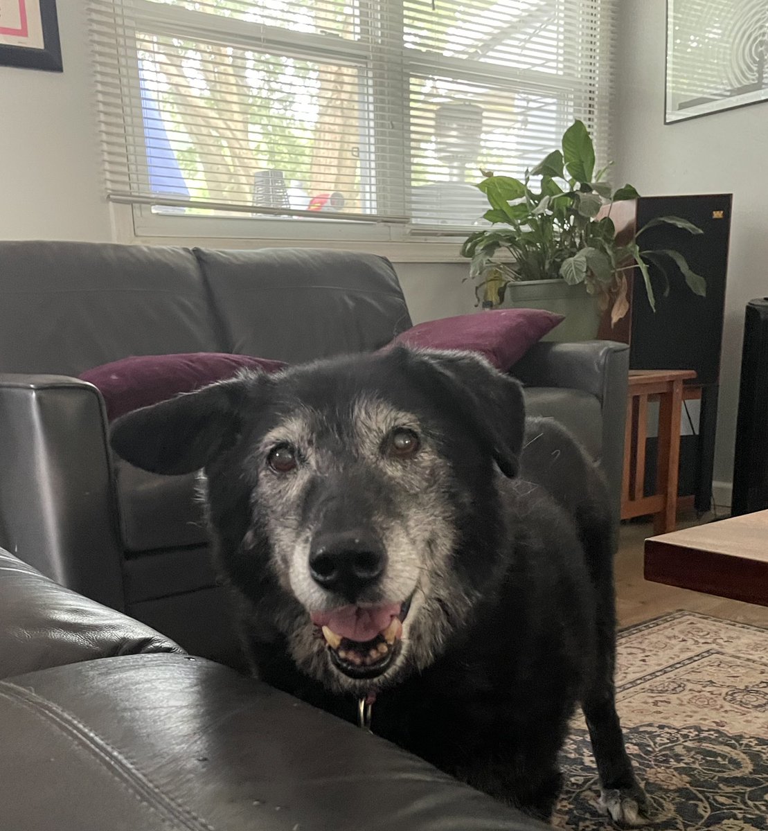 darth_wheeler's tweet photo. @bunsenbernerbmd Ellie has been the best dog for 17.5 years!! https://t.co/ygzIpvAw8Q