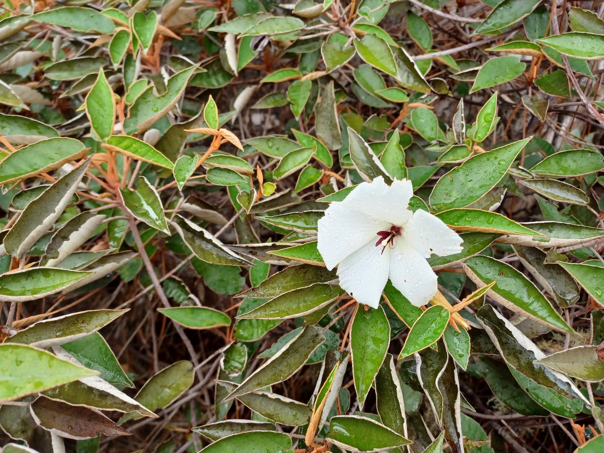Almost 1 month in to my post on St Helena, and I'm starting to get a real sense of appreciation for the unique landscapes and biodiversity of this island. Some amazing conservation work being done, with limited resources, but equally a huge amount of potential for new projects.