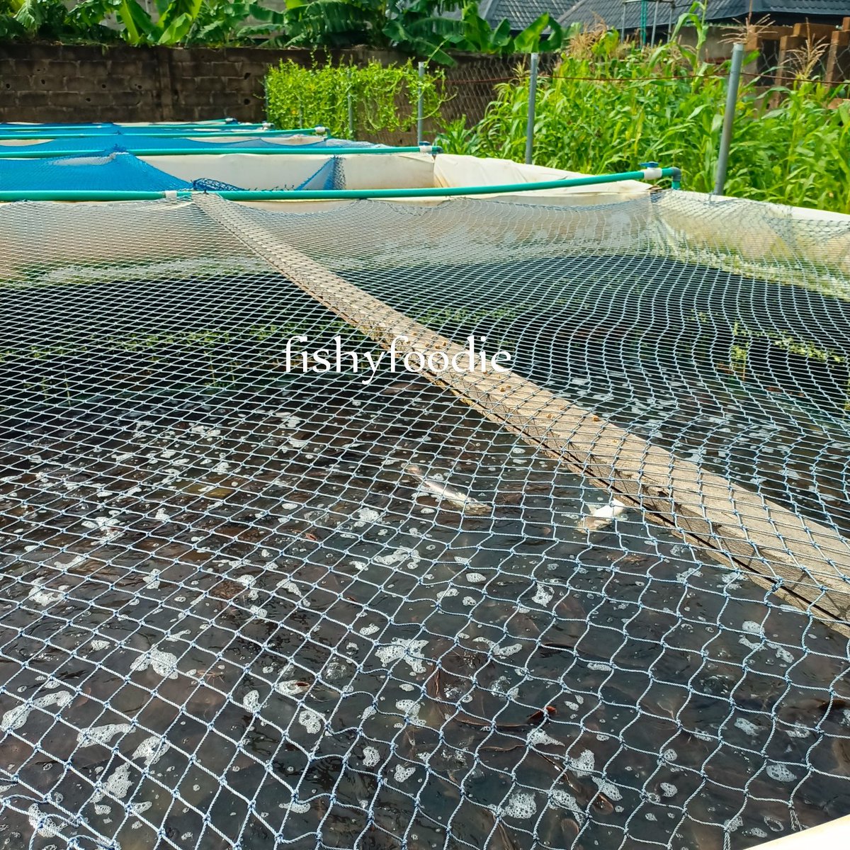 olabisimi's tweet photo. A catfish farmer #fishyfoodie https://t.co/QM3tdterZc