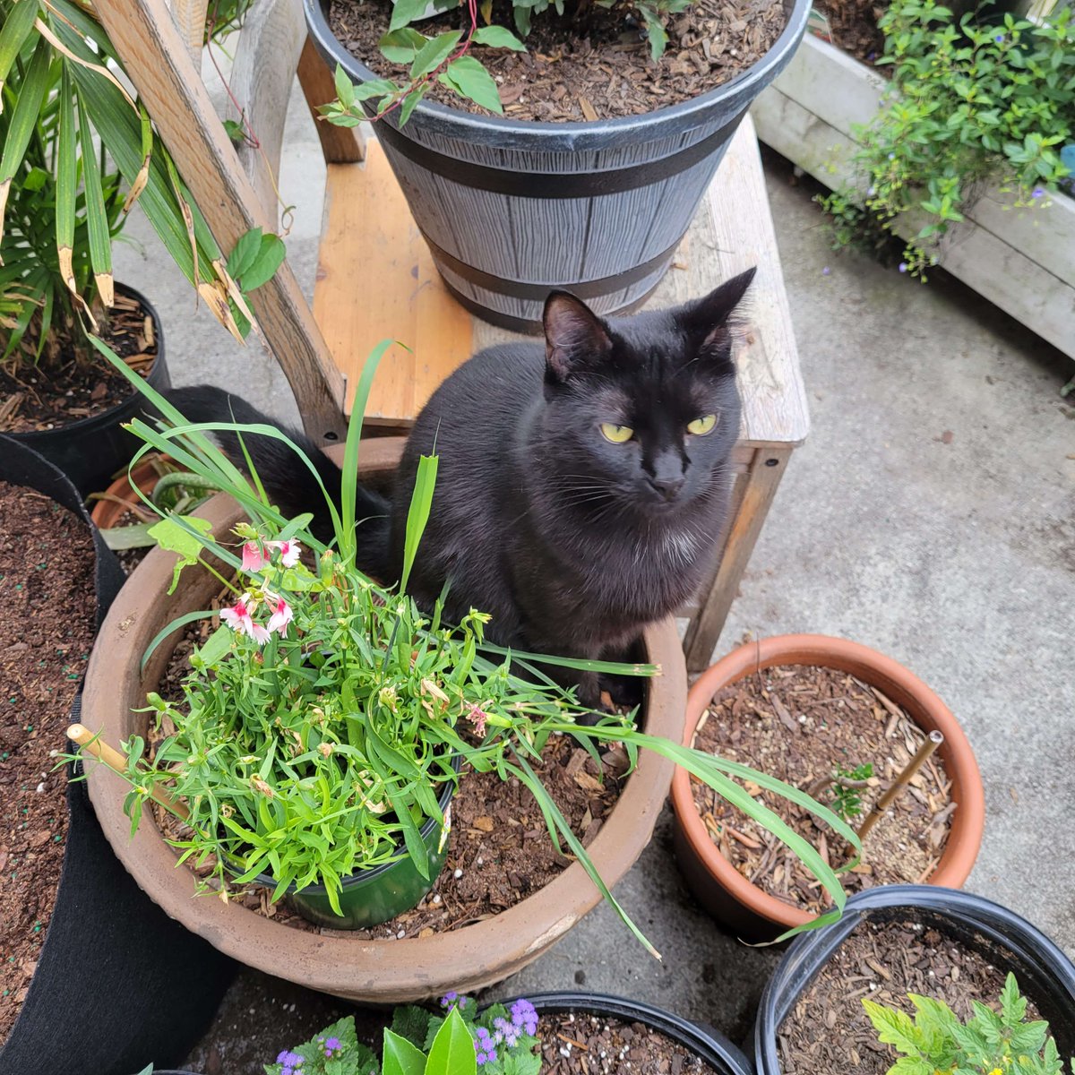 Happy Thursday, here's one of the many loveable creatures who live among our UI designer @Khamomeal 's plants...Grover would be proud!