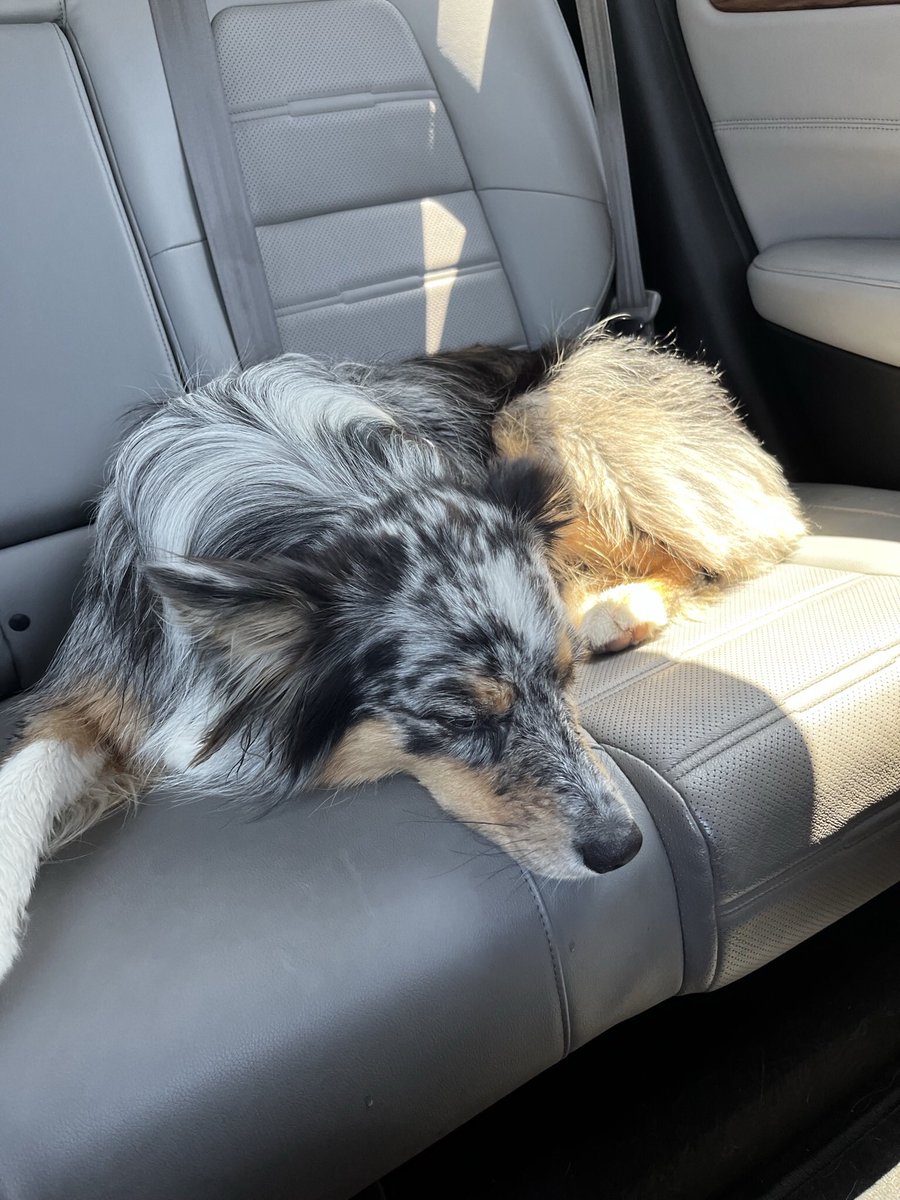 Just_Ask_Paul's tweet photo. At Country Kennels Dawg Water Park — Took 2 of my favorite 😍 girls to the doggie 🐶 pool to let Reo let off some of that Aussie energy!  
#poolside #dawgpool #countrykennels #openswim #aussiedad #aussiemom #swimming #hotday #australianshepherd https://t.co/V2gaibIB7s