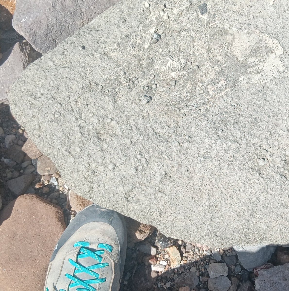 TsunamiSand's tweet photo. #fieldtrip day4(2): Boat trip to #Procida. Remains of 6 #craters make up the island. Tuff deposits built spectacular cliffs. A #breccia with a wild mixture of lithologies (#obsidian, #tuff, #basalt, #lapilli,…) crops out close to the harbor. #CampiFlegrei #Napoli #inquaroma2023 https://t.co/kOYWhfJCY4