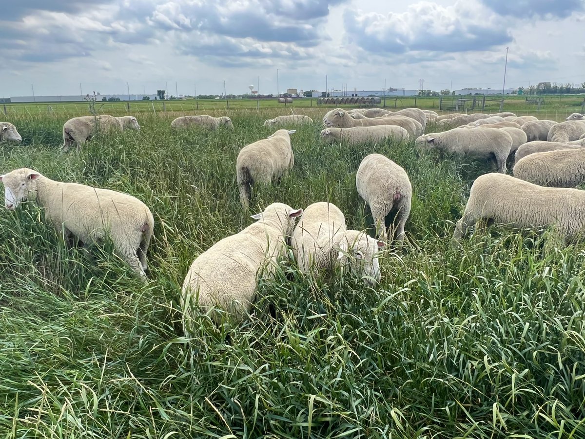 BaaBaaAcres's tweet image. Short sheep in tall grass! #Shepherding