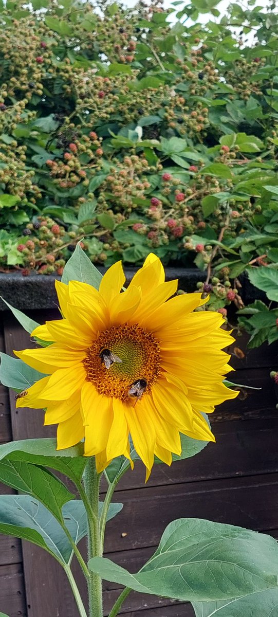 maysutton2011's tweet photo. My sun flowers and bee https://t.co/7iekYizASs