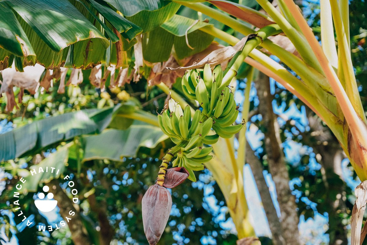 Haiti Food Systems Alliance tweet media