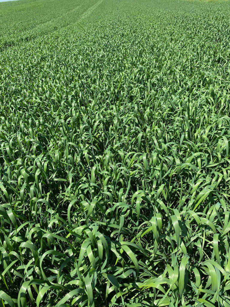 AMuenchrath's tweet photo. Summer fallow wheat growth from 🌱 to bloom! Looking promising…🤞🏻#AlbertaAg #westcdnag #wheat #summerfallow https://t.co/vRDaszHfjZ