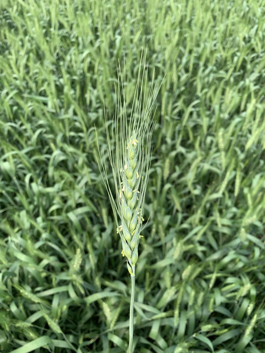 AMuenchrath's tweet photo. Summer fallow wheat growth from 🌱 to bloom! Looking promising…🤞🏻#AlbertaAg #westcdnag #wheat #summerfallow https://t.co/vRDaszHfjZ