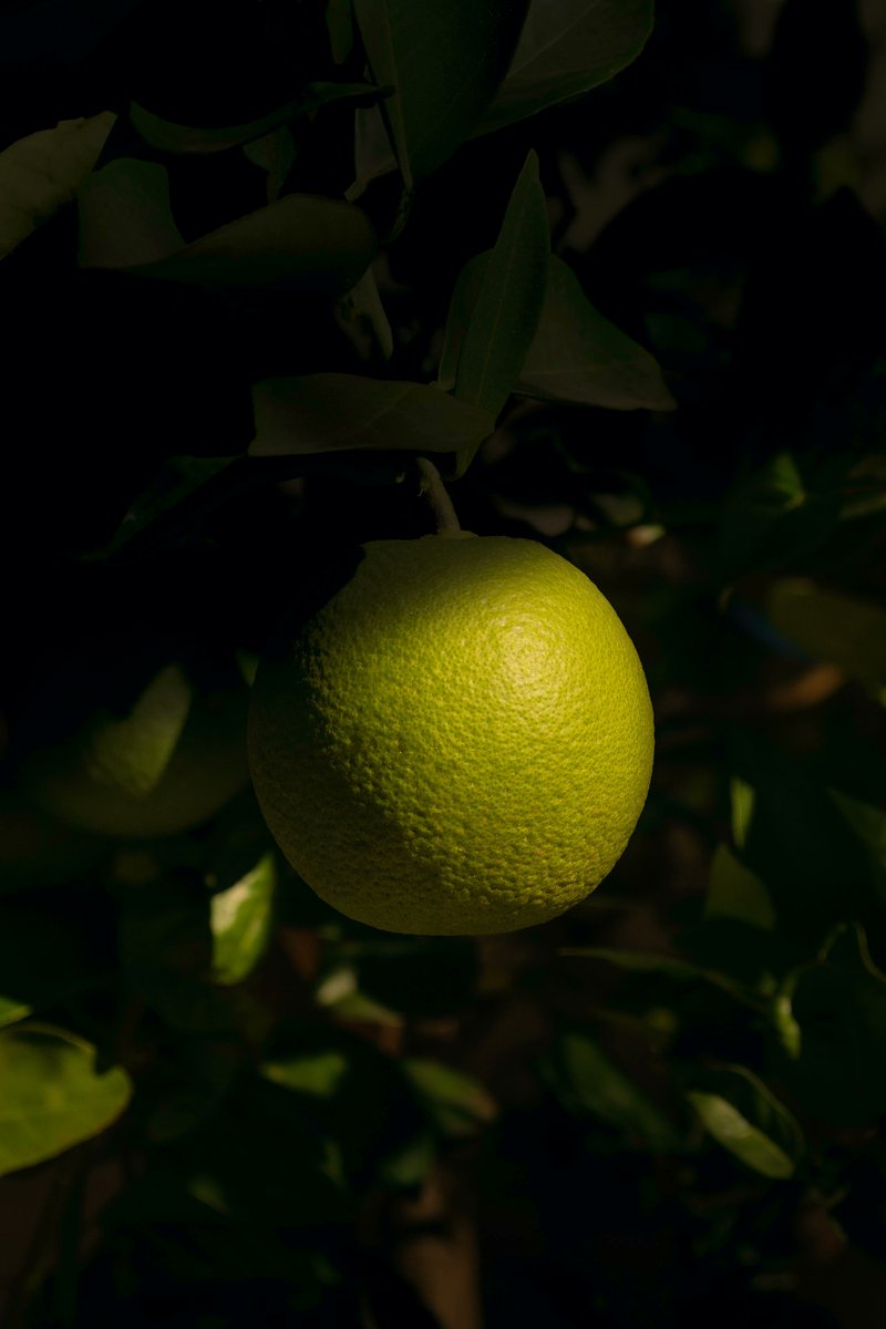 unsplash's tweet photo. By Brazilian Photographer, Allec Gomes, on Unsplash 📸

https://t.co/J9m6tTgoei https://t.co/jIZGUTD0f9