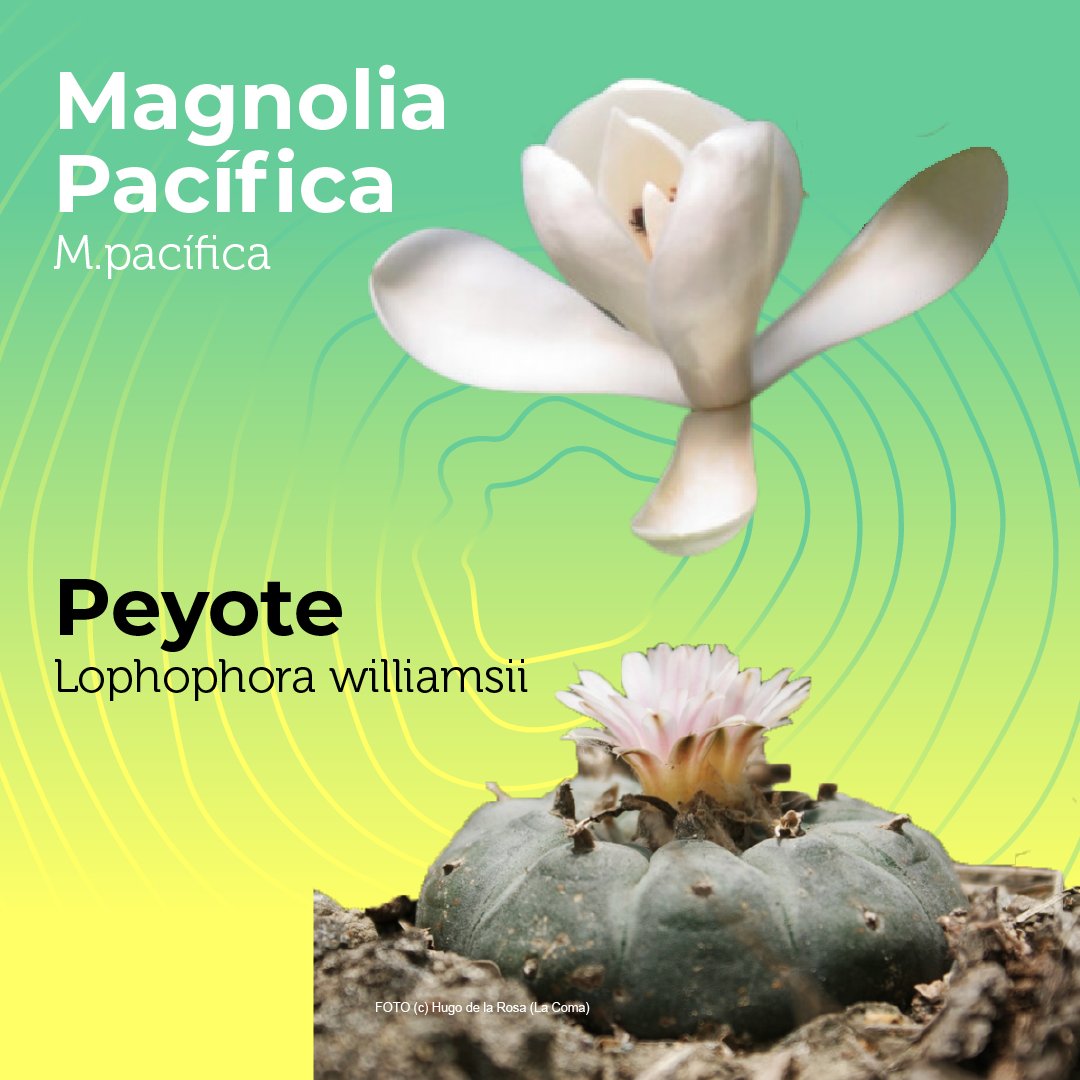 ProChapultepec's tweet photo. Estas seis #flores 🌸 🌼 🌷 endémicas son un regalo de México para el mundo. ¿Ya las conocías 😯?

#Nochebuena #FloresEndémicas #ProChapultepec #FloresDeMéxico #Magnolia #Orquídea #Cempasúchil #Peyote #Dalia https://t.co/UlRS7mACJ1
