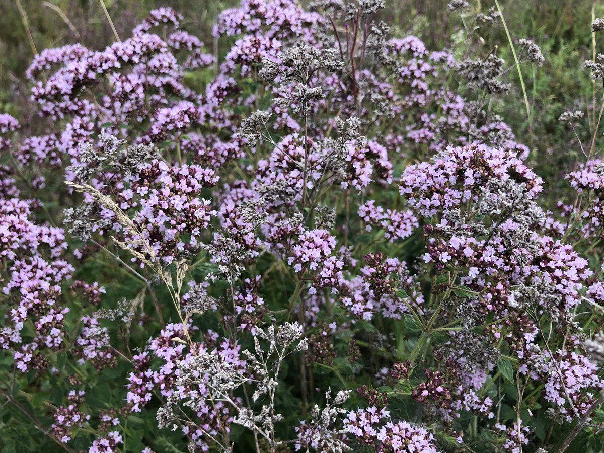 Downygrazers's tweet photo. The cycles of nature. This years flowers coming out among last years dead stems. Wild Marjoram, Origanum vulgare https://t.co/UGkiyy35wL