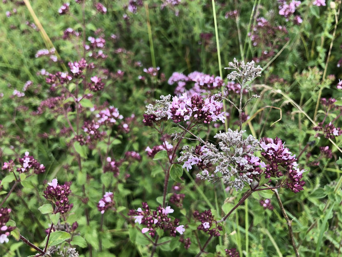 Downygrazers's tweet photo. The cycles of nature. This years flowers coming out among last years dead stems. Wild Marjoram, Origanum vulgare https://t.co/UGkiyy35wL