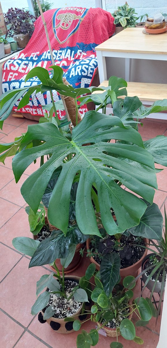 maysutton2011's tweet photo. Thanks to monstera give me the new massive leaf https://t.co/1jMQHvrqt9