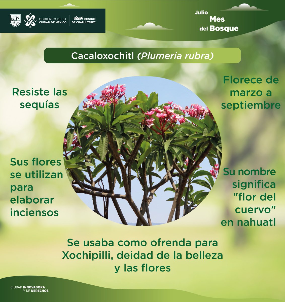 ChapultepecCDMX's tweet photo. Hoy es el #DíaNacionalDelÁrbol 🌲 y queremos compartirte algunos de nuestros árboles favoritos del Bosque de #Chapultepec 💚 https://t.co/FB8VfhtJux