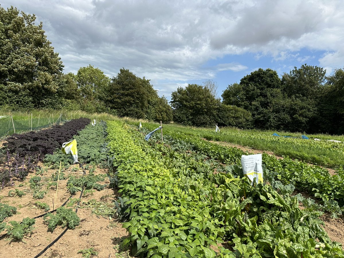 The week of learning continues with judging for the <a href="/FW_Awards/">FarmersWeekly Awards</a> <a href="/FarmersWeekly/">Farmers Weekly</a> <a href="/RichAllisonFW/">Richard Allison</a> <a href="/Indigro1/">Indigro</a> <a href="/NoningtonFarms/">Nonington Farms</a>. #sustainable #phacelia #collaboration