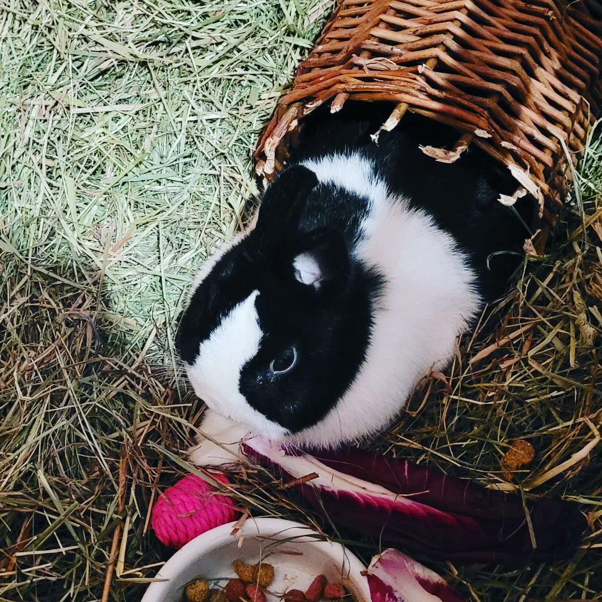 belizastans's tweet photo. @xPandorya Ich hätte da zwei im Angebot. https://t.co/xKfCOkkbdR