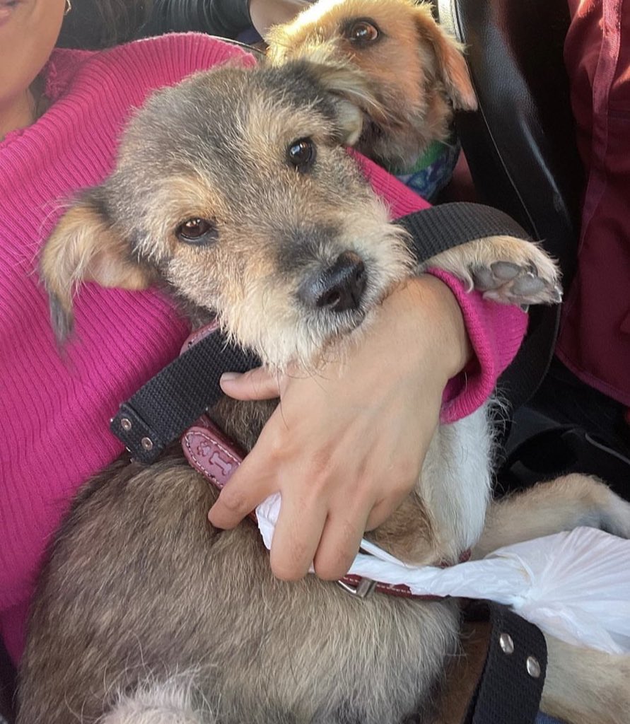 ticnt_'s tweet photo. Hola amigos dejaron a esta cachorra de 7 meses en la basura y se quedó esperando a que vuelvan por ella durante semanas, enfermó por no comer y por toda la suciedad pero ya está sana hace varios días y espera alguien la pueda adoptar para siempre, difusión por favor! 967143614 https://t.co/r7fviXj1V9