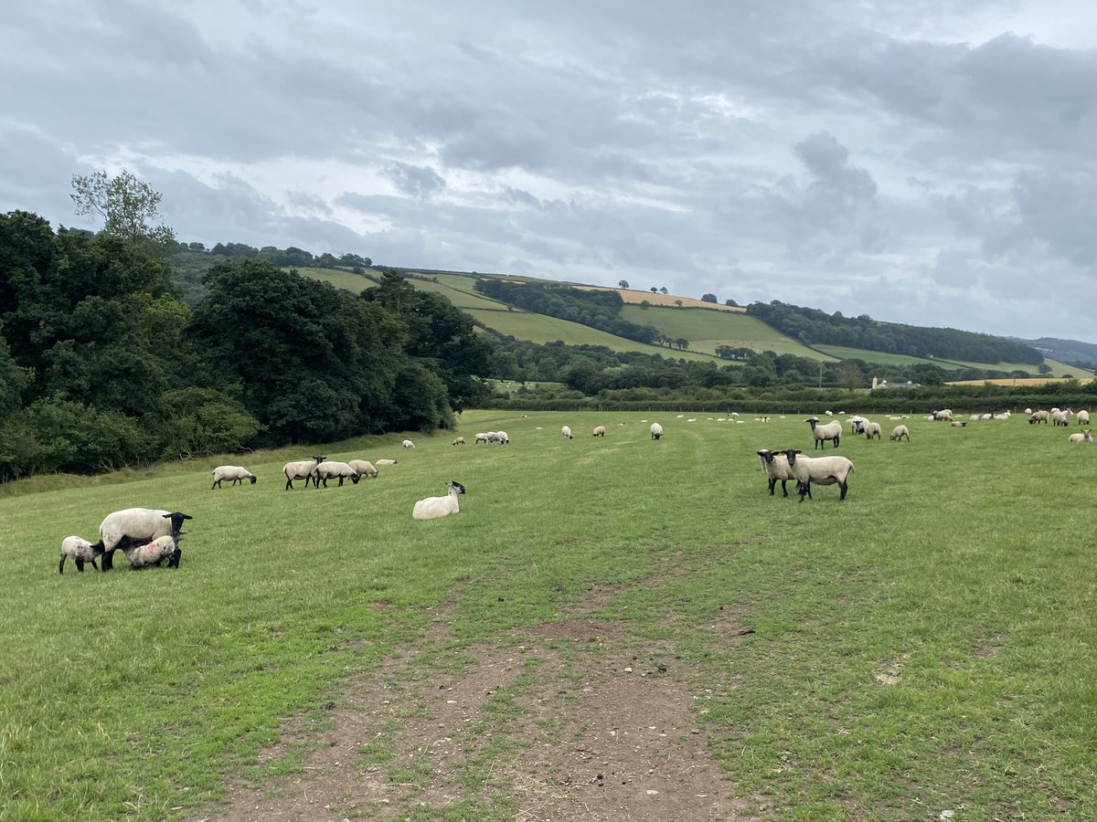 2DogsAwning's tweet photo. Day 192 of my #walk2023miles challenge supporting @TrussellTrust a 23 mile route between South Molton and Bampton on the penultimate day of my 220 mile trek #charitywalk #bootsonmiles #longdistancewalk https://t.co/5vN5lbazBT