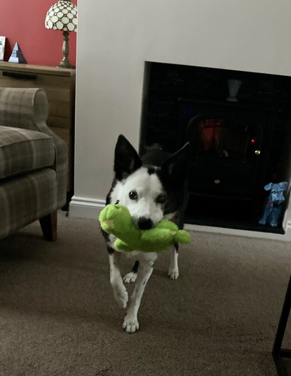 New toy time #colliedogs