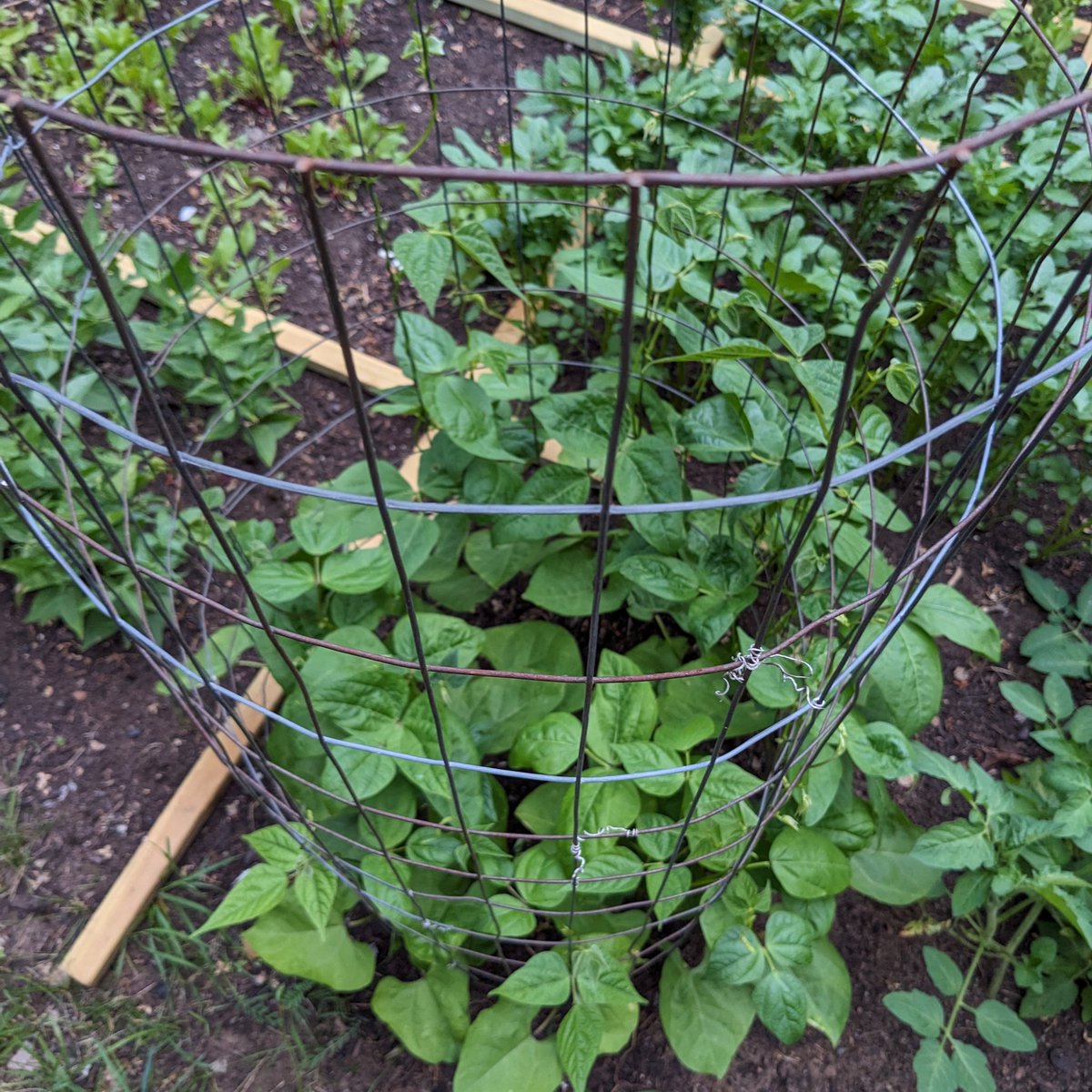 thebiologistisn's tweet photo. These are two F3 selections from a cross a few years back that led to interesting color.
At left has dark blue-black seeds with tan speckles. At right has brighter blue seeds.
These are unrelated to my main blue seeded lines and have a different seed shape. #BlueBeanProject https://t.co/R5b1PjKcMY