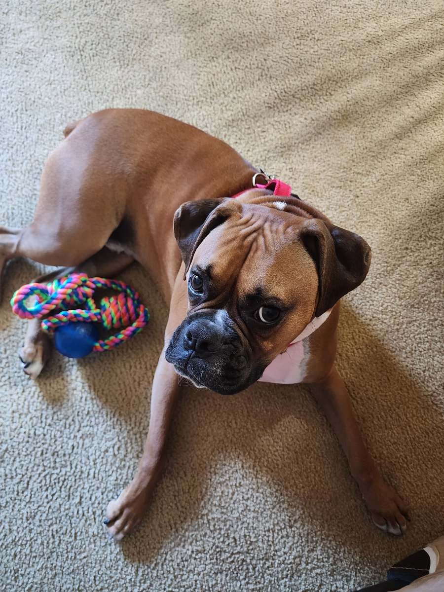 RowdySmoke tweet media