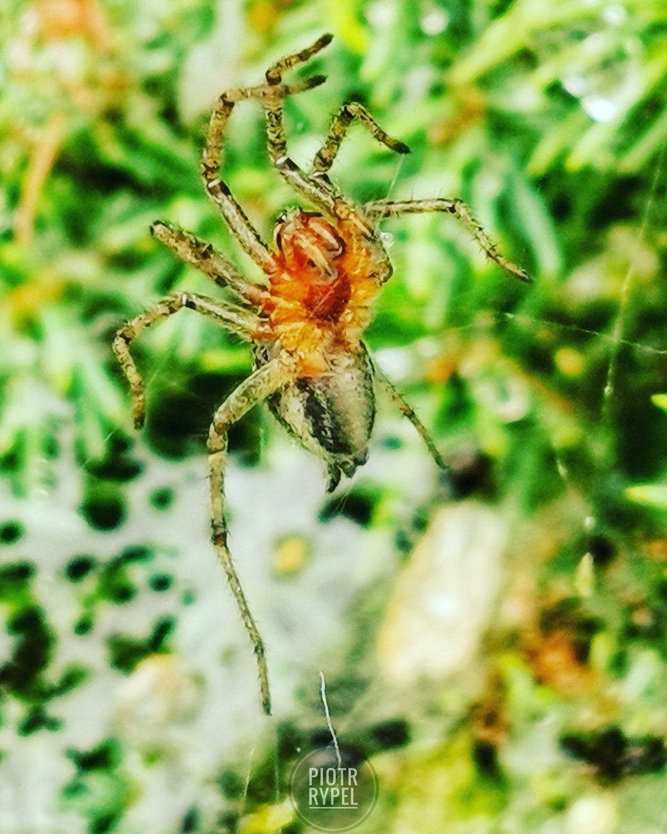 PiotrRypel's tweet image. Lokalny #microcosmos
#spider