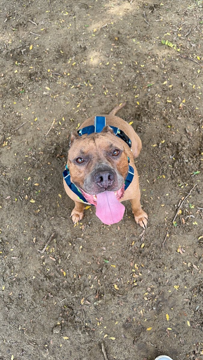 Goyardchampion's tweet photo. Iβm about to make my boy simba an onlyfans on his life adventures π DOG CONTENT/Q&AsβοΈ #doglovers #pitbreed #onlyfansFree https://t.co/hhwgQfhaCv