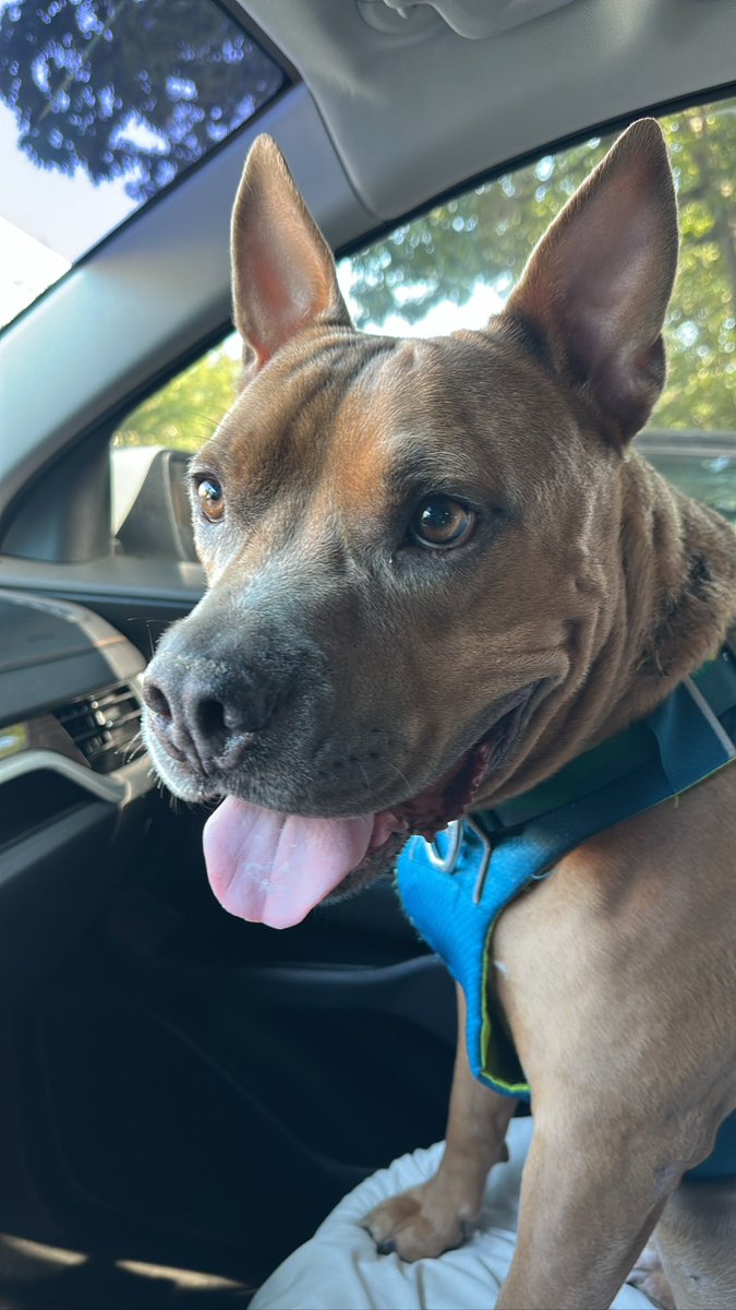 Goyardchampion's tweet photo. Iβm about to make my boy simba an onlyfans on his life adventures π DOG CONTENT/Q&AsβοΈ #doglovers #pitbreed #onlyfansFree https://t.co/hhwgQfhaCv