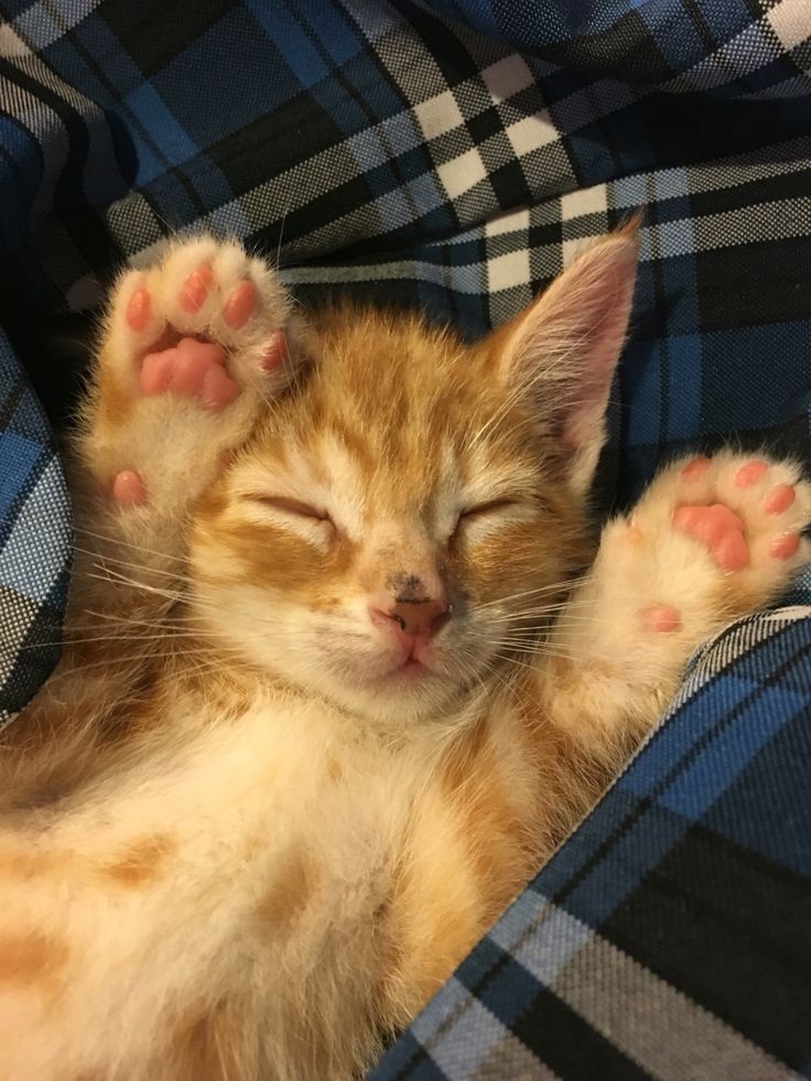 Why you should have a cat tweet media