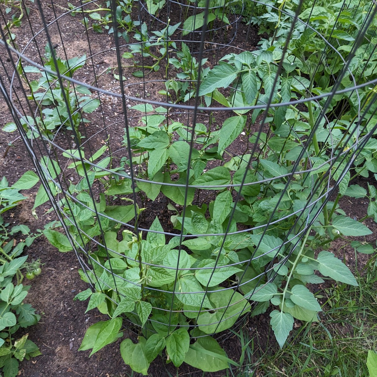 thebiologistisn's tweet photo. These are two F3 selections from a cross a few years back that led to interesting color.
At left has dark blue-black seeds with tan speckles. At right has brighter blue seeds.
These are unrelated to my main blue seeded lines and have a different seed shape. #BlueBeanProject https://t.co/R5b1PjKcMY