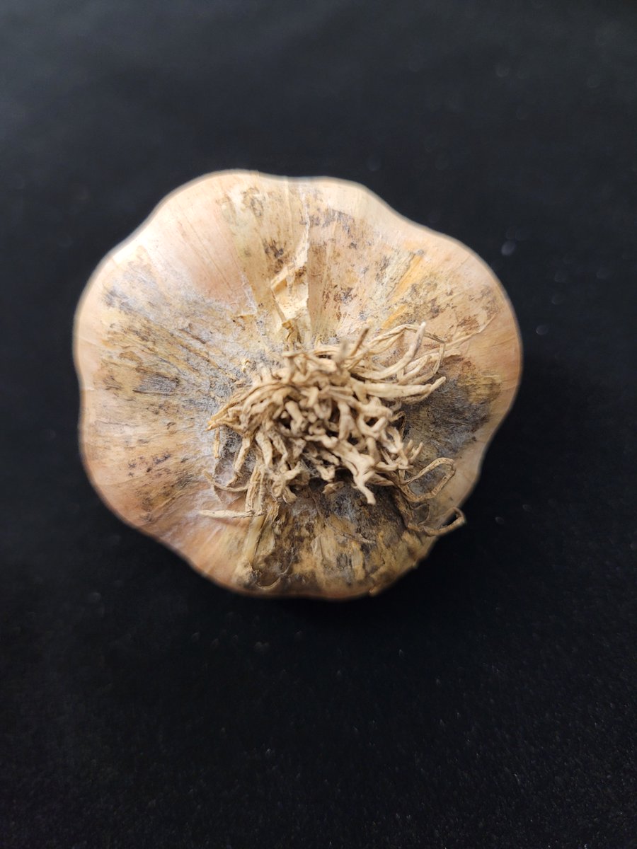 NCSU_PDIC's tweet image. Skin blotch disease suspected on garlic caused by Embellisia allii. We had to make sure to wash our cloves when we got home after dealing with this #fungalpathogen. #Ascomycota #garlicdiseases