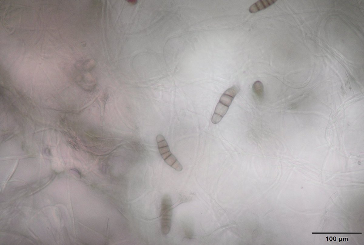 NCSU_PDIC's tweet image. Skin blotch disease suspected on garlic caused by Embellisia allii. We had to make sure to wash our cloves when we got home after dealing with this #fungalpathogen. #Ascomycota #garlicdiseases