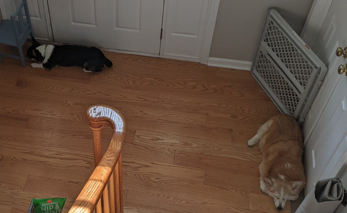 Sleeping_corgi1's tweet photo. Two draft guards hard at work #CorgiCrew #draftguard #WorkFromHome #Professional https://t.co/p66GBImLZ2
