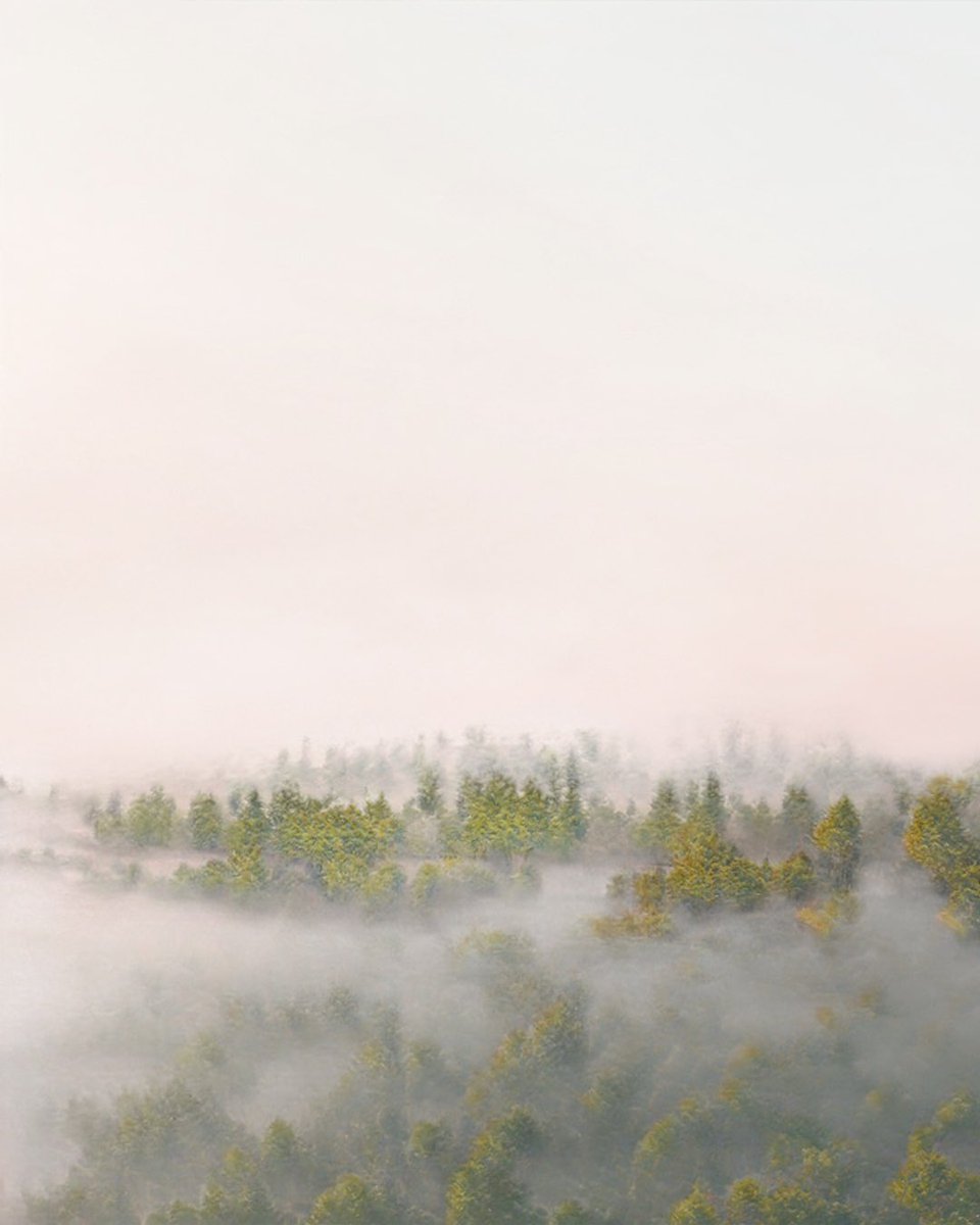 scapeheaven's tweet photo. Got to witness the ethereal beauty of nature's mystical symphony 🌥️🌲✨ - on an early morning ride 🚴‍♂️✨ https://t.co/lyUuvRL4OA