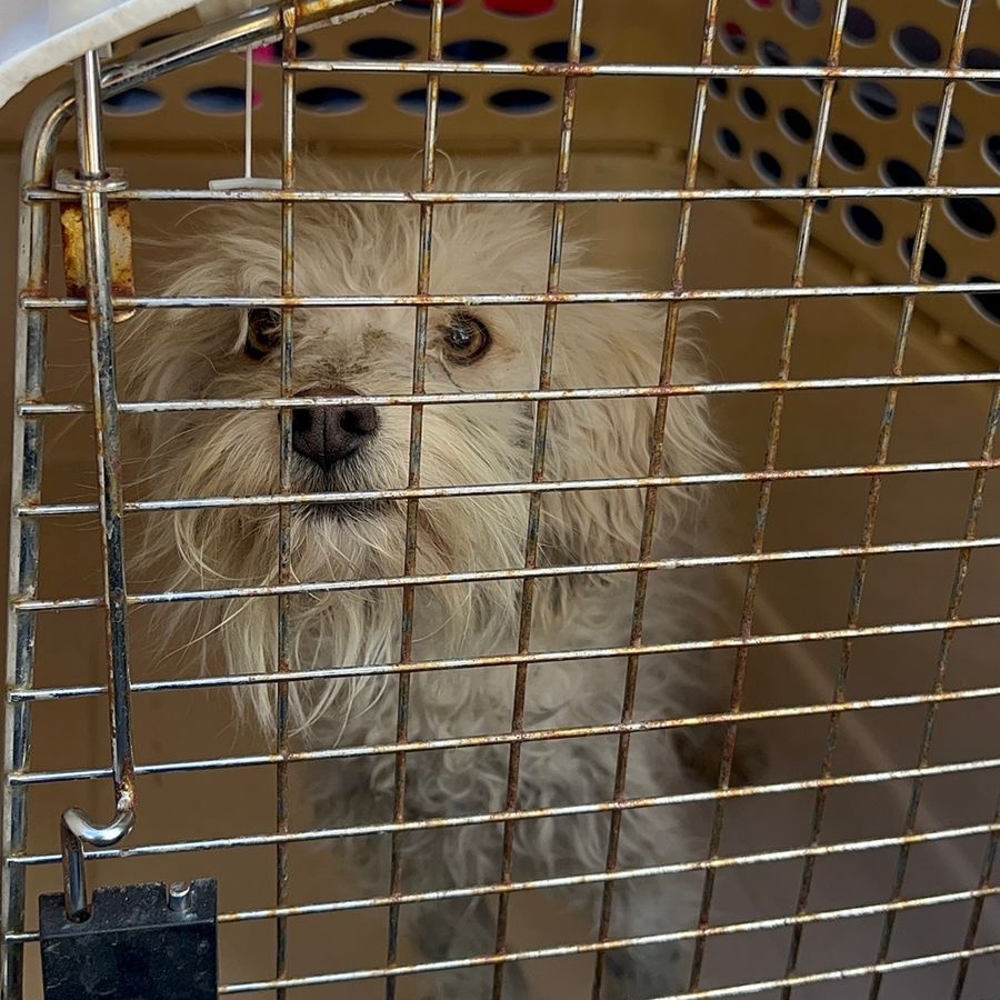agentesdequito's tweet photo. 👮#QuitoResponsable | Participamos en operativo interinstitucional junto a @UBA_Quito en el rescate de animales de compañía que no estaban dentro de los parámetros de bienestar animal.
#QuitoRenace con el respeto a los derechos de los animales.

#SomosAgentesDeQuito👮 https://t.co/b27gIBay5R