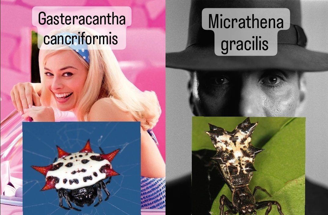 on a long road trip so I felt compelled to make the barbenheimer meme for my two favorite spiny orbweavers