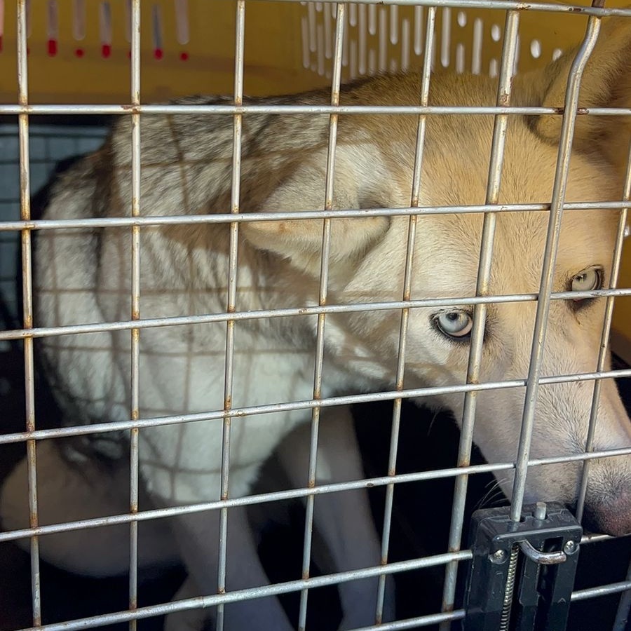 agentesdequito's tweet photo. 👮#QuitoResponsable | Participamos en operativo interinstitucional junto a @UBA_Quito en el rescate de animales de compañía que no estaban dentro de los parámetros de bienestar animal.
#QuitoRenace con el respeto a los derechos de los animales.

#SomosAgentesDeQuito👮 https://t.co/b27gIBay5R