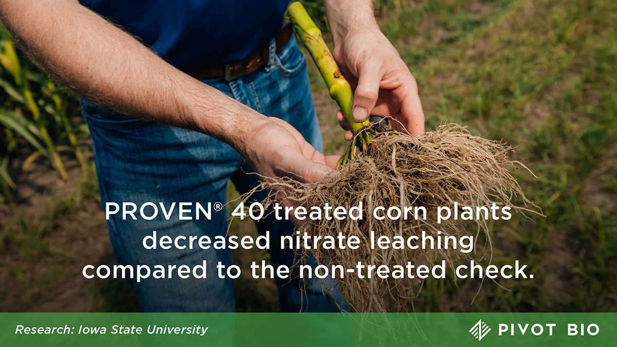 pivotbio's tweet image. PROVEN 40 reduces #nitrateleaching by nine pounds per acre, meaning more #nitrogen in the plant. Learn more in this study out of @IowaStateU: pivotbio.co/efficiency
