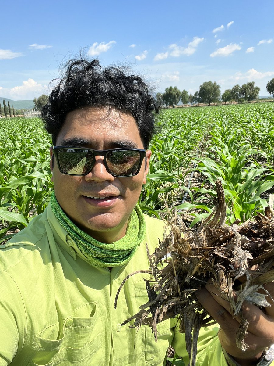 Maiz en rotación con brócoli.
Propuestas integrales de diversificación en sistemas intensivos de producción, por ahí es