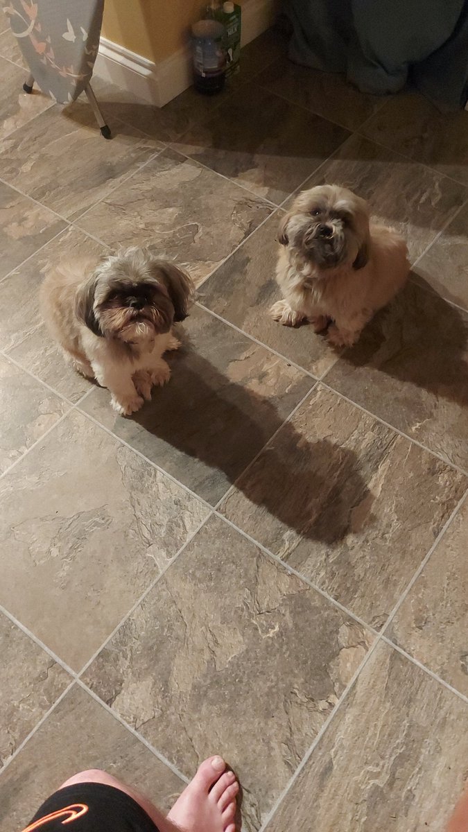 robertrogers89's tweet photo. #cliff #cliffthederg #Mrjones #dogs #jern #goodlads #fatherandson #jahn #doggo https://t.co/cCUJNjQbyI
