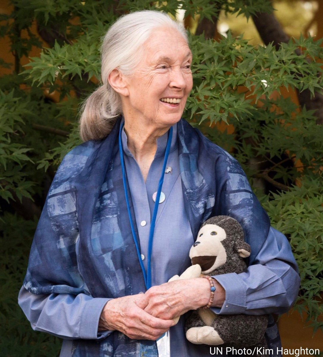 UN's tweet photo. For 60+ years, our UN Messenger of Peace Jane Goodall (@JaneGoodallInst) has been working to protect our natural world &amp; all that inhabit it.

On #WorldChimpanzeeDay, we want to thank the pioneer in the study of chimpanzees for her tireless commitment! https://t.co/zhcbguBSZd https://t.co/udDbhpL43Y