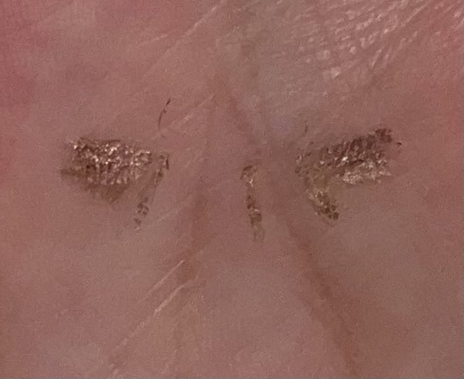 BeaHaines's tweet photo. Sorry moth

A heavy-handed accident when attempting to gently expel a moth from my bathroom left a tiny shimmering gold-leaf effect print in the palm of my hand

#moth #goldleaf #printinglife #printlife #gold https://t.co/UUKSyOMvrQ