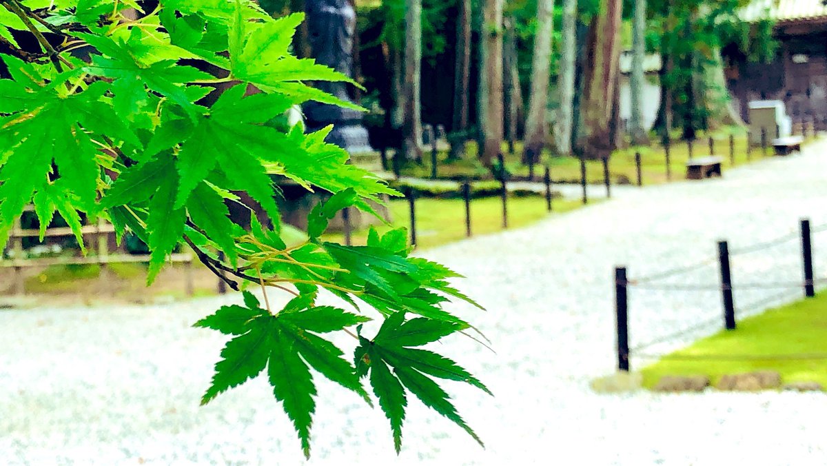 office305_'s tweet photo. 2023年7月14日(金)

おはようございます。
5時に起きて、ひと仕事終えたところです。今日も素敵な一日を🍀

#おはようございます
#いつかの景色
#松島 
#写真好きな人と繋がりたい https://t.co/OioEEHZfxG